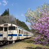 2025/04/04 桜の嘉例川駅でスナップを撮る