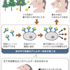 スギ花粉に舌下免疫療法