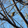 メジロと初遭遇『荒川生物生態園』