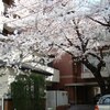 土曜日は桜三昧