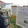 コアジサシ繁殖で進入規制　全国有数の福島の営巣地