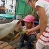 今日の幼稚園　求むヤギのエサ