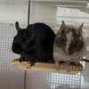 しろごまあん780日目