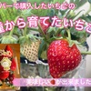 種から育てたいちご🍓No4   〜4シーズン目の収穫〜