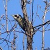 今日はどんな野鳥撮ったかな