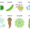 プランクトンに関する雑学！
