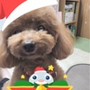 お家でささやかに🎄クリスマス🎂