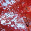 日比谷公園の紅葉は今がベスト！