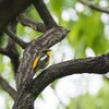 【写真】最近の写真撮影（2017/5/3）千里南公園