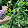 やっぱり良かった！和みのヨーガに出会えて。
