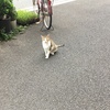 ねこ確変中！
