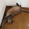 ネコを飼っていると，もしかしたら健康に悪いかもしれない。