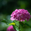 【写真】見頃の紫陽花を求めて万博記念公園（2019/06/15）その1