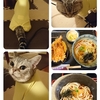 猫の保護服と歯痛と昨日の晩御飯。