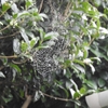 雨の日の蜘蛛の網が綺麗だ