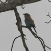 チャガシラニシブッポウソウ(Purple Roller)など