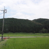 田舎ぐらし、すずめ用に植えたいねのこと