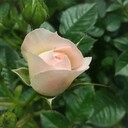 ビオラの咲く庭