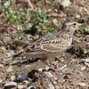 兵庫県東播磨：明石）金ケ崎公園、西江井島ため池。桜咲き始め。春の花。ヒバリ、ツバメ、メジロ（実）、エナガ、シジュウカラ、ヤマガラ、コゲラ、モズ、ムクドリ、ヒヨドリ（花）、キジバト、ハシビロガモ、コガモ、オカヨシガモ。