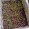 ネギの植え付け