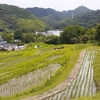 葉山　棚田の田植え