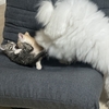 犬と戯れる