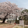 桜，花桃の木