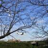 【2023年】千葉県成田市「さくらの山公園」に行ってきました。