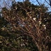 オオシマザクラが開花、ソメイヨシノはあと2～3日で開花か