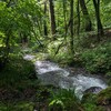自然のパワーと小さな吸血鬼との戦い！マイナスイオンたっぷりの尚仁沢湧水