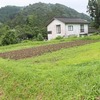 大豆の移植完了