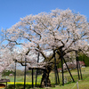 Part 2　信州高山五大桜を観てきました