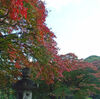 【紅葉】新宿御苑にて