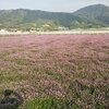 足下の山の名も知らぬ教育とは何だったのか？