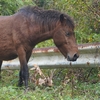 都井岬に行って馬を見てきた