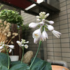 火）伏し目がちな花です