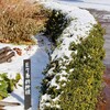 「佐久の季節便り」、「イヌツゲのトピアリー」・「E7系新幹線」にも、積雪が…。