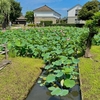 浦和くらしの博物館の池（埼玉県さいたま）
