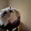 朝、たくさん甘噛みしてくれたふくちゃん
