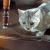 どこかで敗北してきたらしい猫