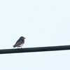 キビタイツバメ Tree Martin
