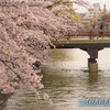 桜の疏水＠熊野橋･徳成橋