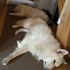 ご無沙汰しておりました