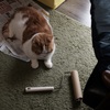 ころころ。