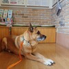 犬の白内障のこと