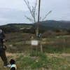 八木山花木園桜と鳴淵ダム～20160403