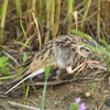 近所に鳥を見に行った日記。その１。（２０２３　０４２９）その２。