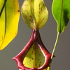 植物の冬越し（Nepenthes mirandaの巻）