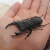 コクワガタとオオクワガタのオスの違い。黒いクワガタの正体は？
