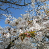 高尾山桜日和その２